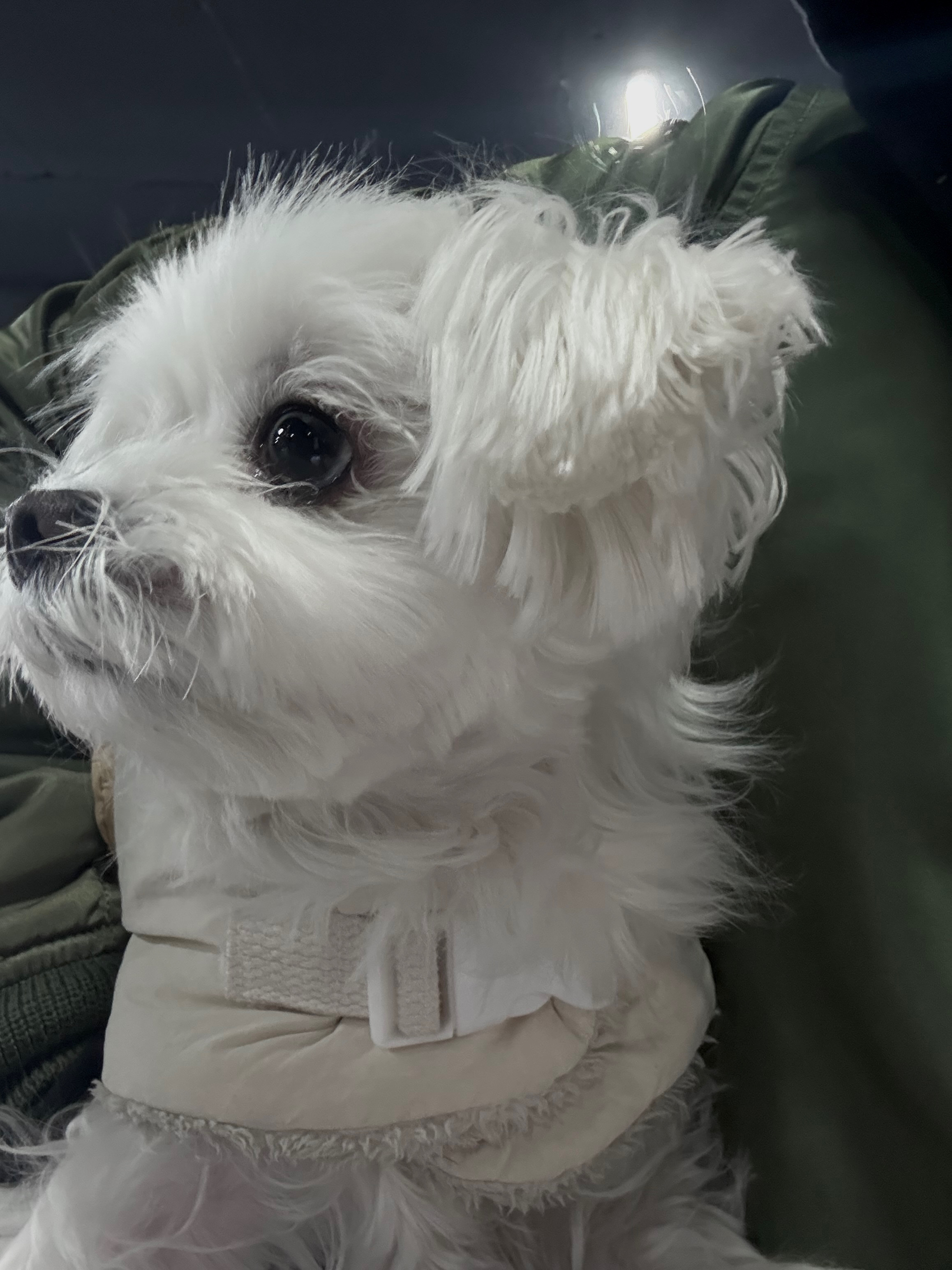 ํฐ ๊ฐ์์ง ์ผ๊ตด ํด๋ก์ฆ์